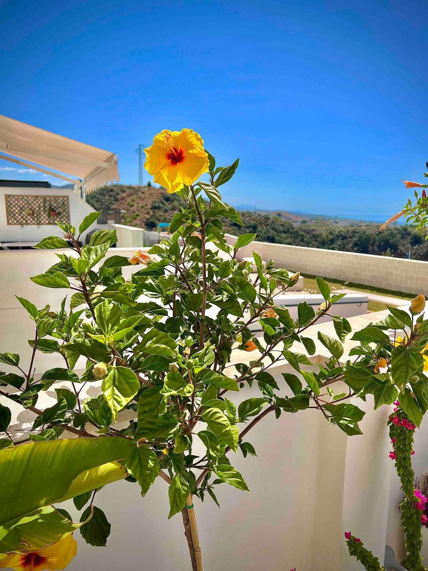 Rincon Idilia Apartment รินกอนเดลาวิกตอเรีย ภายนอก รูปภาพ
